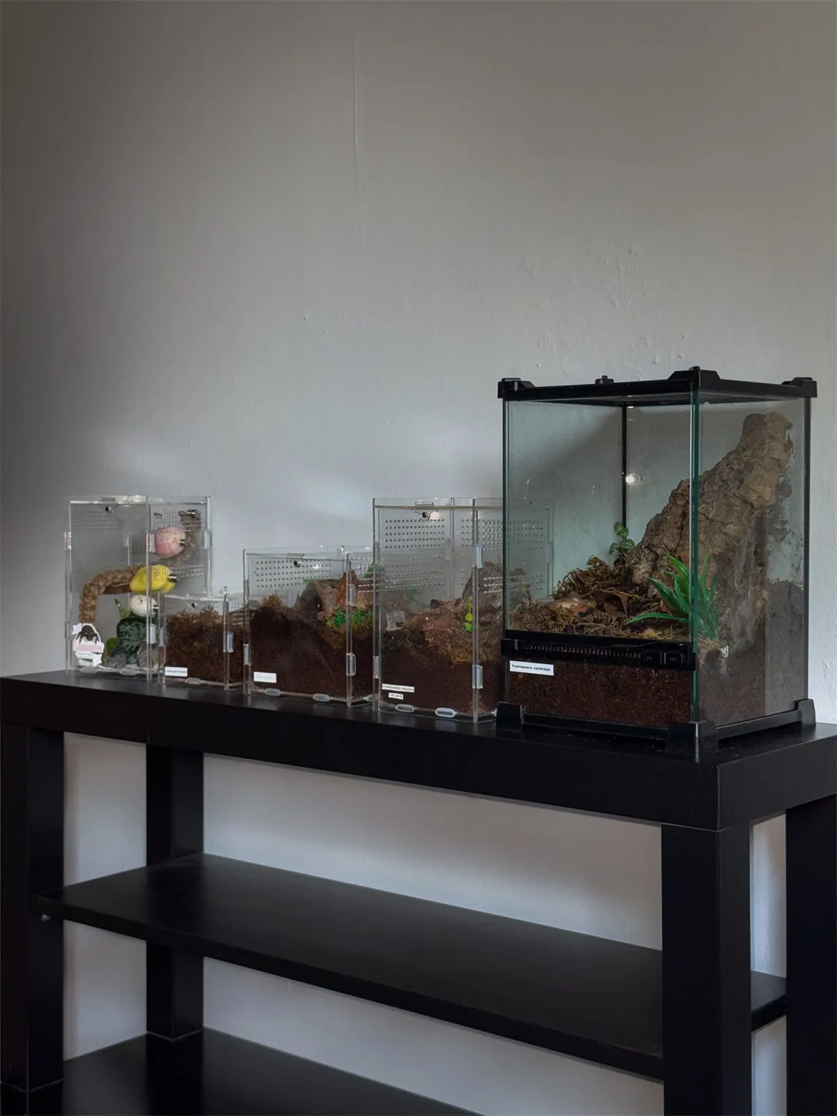 Aufgeräumtes Regal mit mehreren Terrarien im Laden
