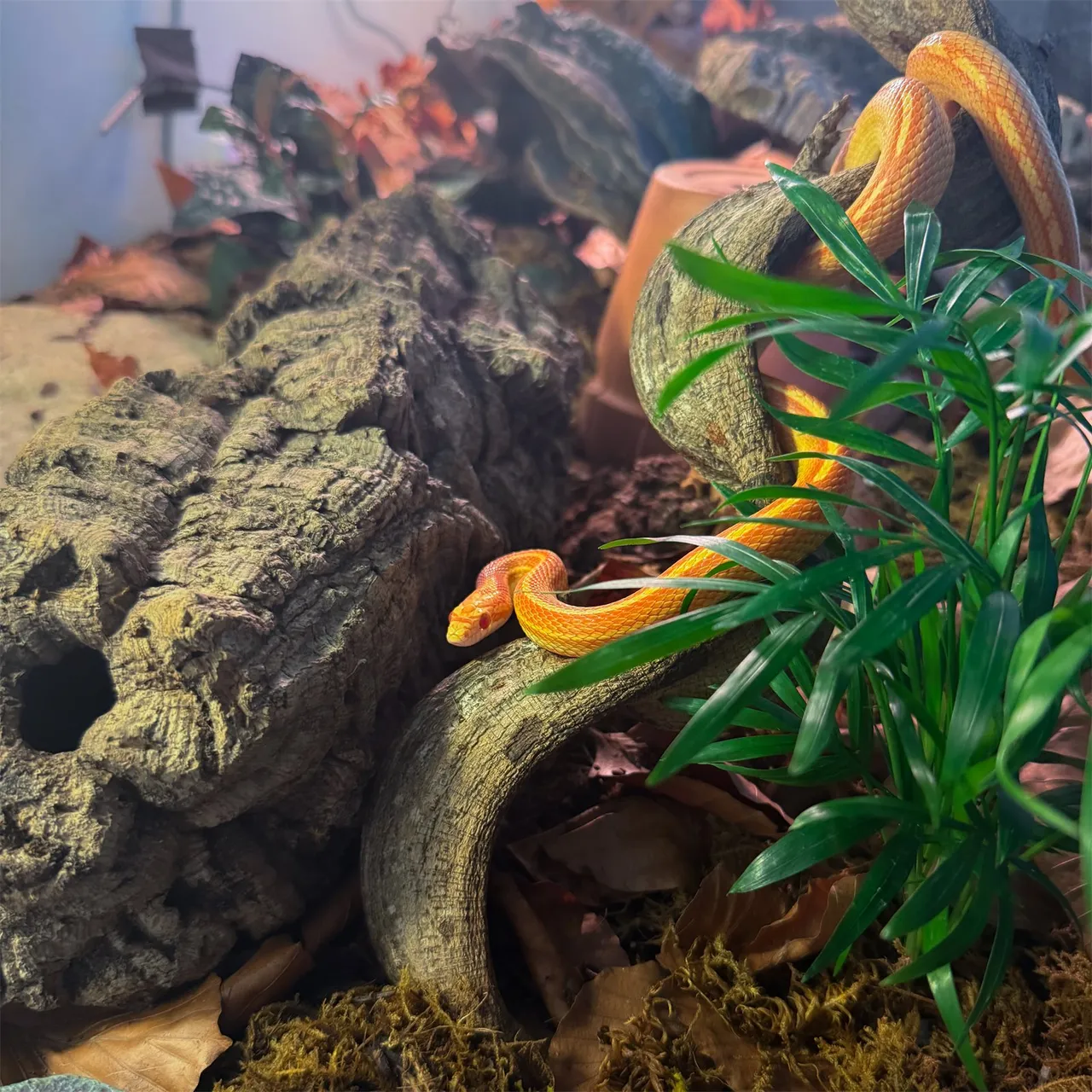 Liebevoll eingerichtetes Terrarium mit sichtbarem Bewohner
